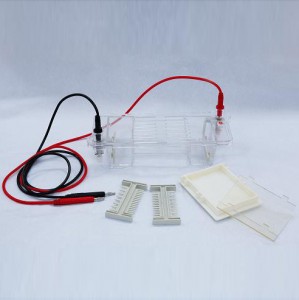 DYCP-31CNN型 琼脂糖水平电泳仪（槽）（小号）